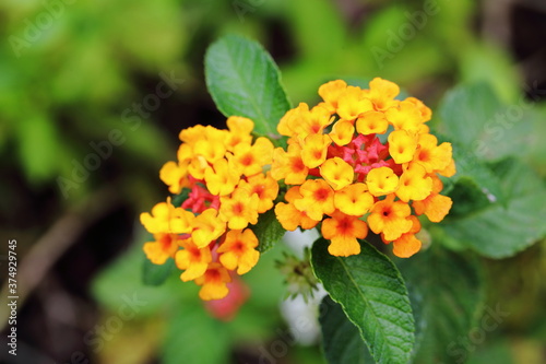 Closeup Colorful Lantana camara flowers in garden