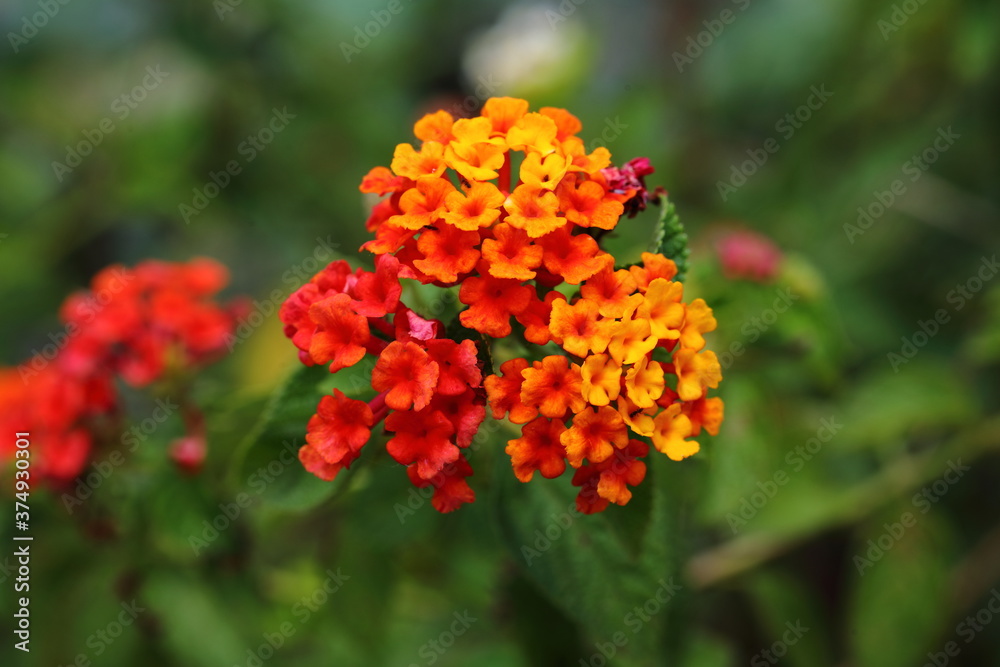 Closeup Colorful Lantana camara flowers in garden Closeup Colorful Lantana camara flowers in garden