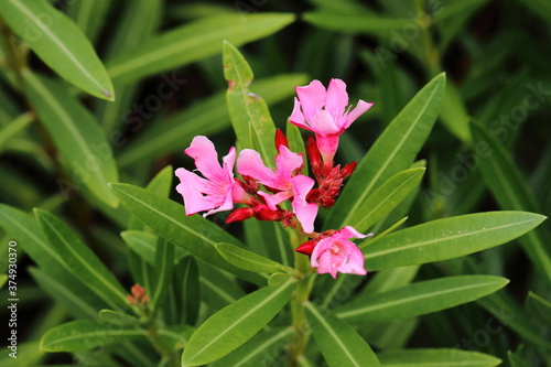 Closeup Pink Nerium Oleander flower in garden