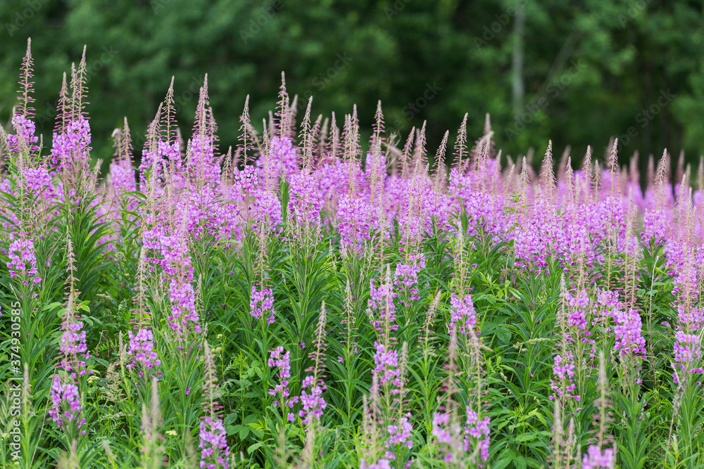Fototapeta premium flowering plants Ivan-tea in the wild