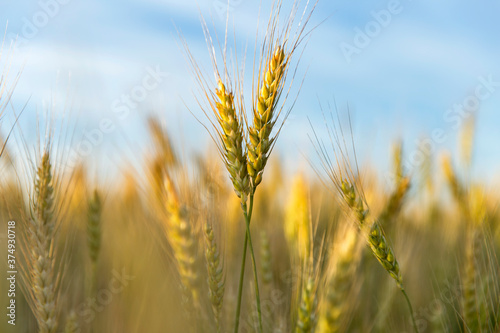 Ears of rye in the field before harvesting
