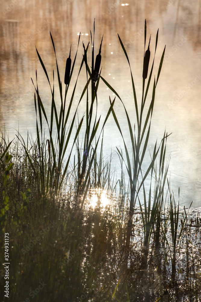 Reeds in the morning on the lake shore
