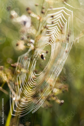 Morning web on plants in the forest