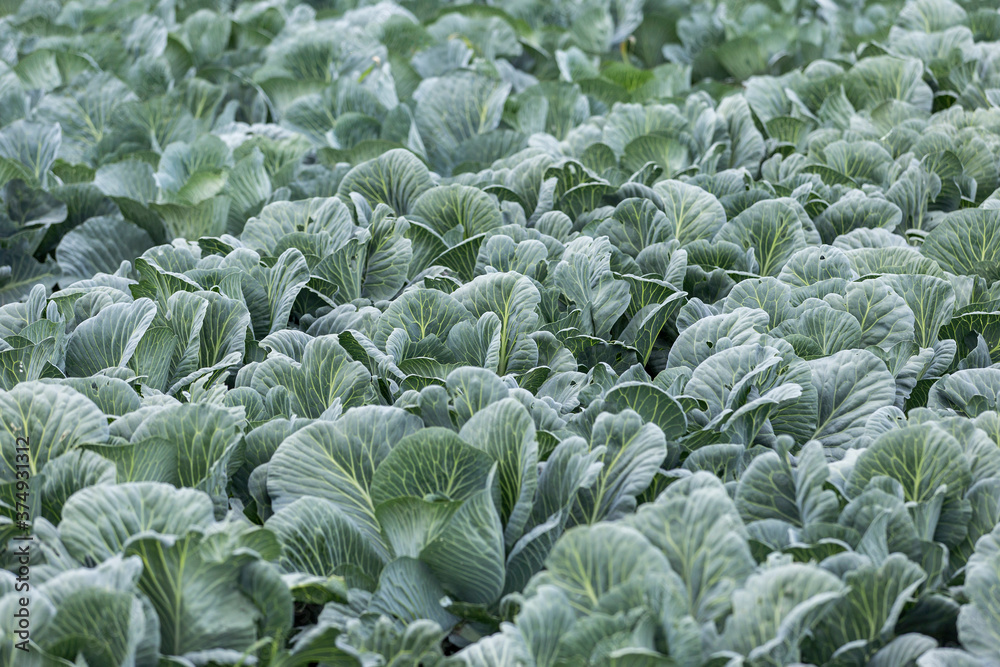 cabbage Harvest in the field. Agricultural industry. cabbage Harvest in the field. Agricultural industry.