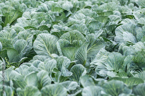 cabbage Harvest in the field. Agricultural industry.