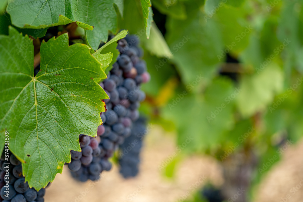 Ripe dark muscat grapes with leaves background. Soft focus background. Close-up
