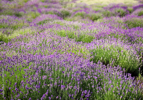 Beautiful blooming lavender field on summer day