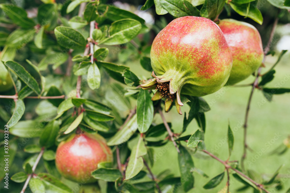 Harvest large pomegranates on a tree branch in the garden - amateur farm - pomegranate juice Harvest large pomegranates on a tree branch in the garden - amateur farm - pomegranate juice