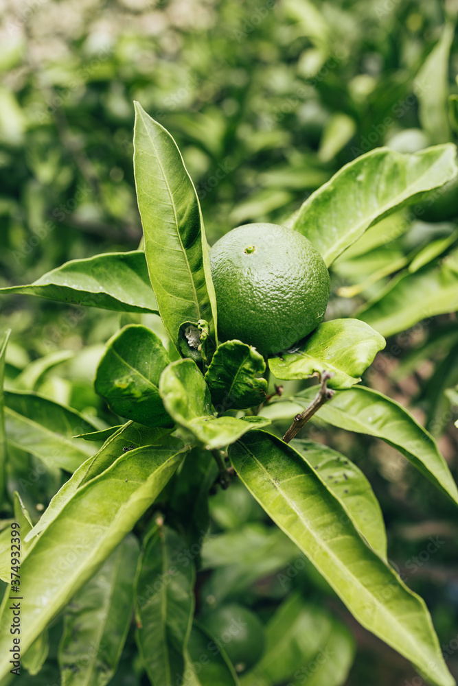 Large juicy lime fruit on a tree branch - tropical fruit in the garden - cocktail ingredient Large juicy lime fruit on a tree branch - tropical fruit in the garden - cocktail ingredient