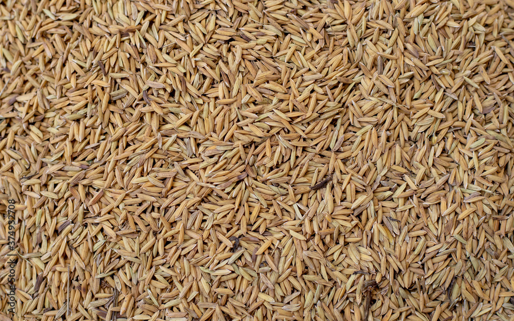 pile of paddy rice or rice seed texture background pile of paddy rice or rice seed texture background