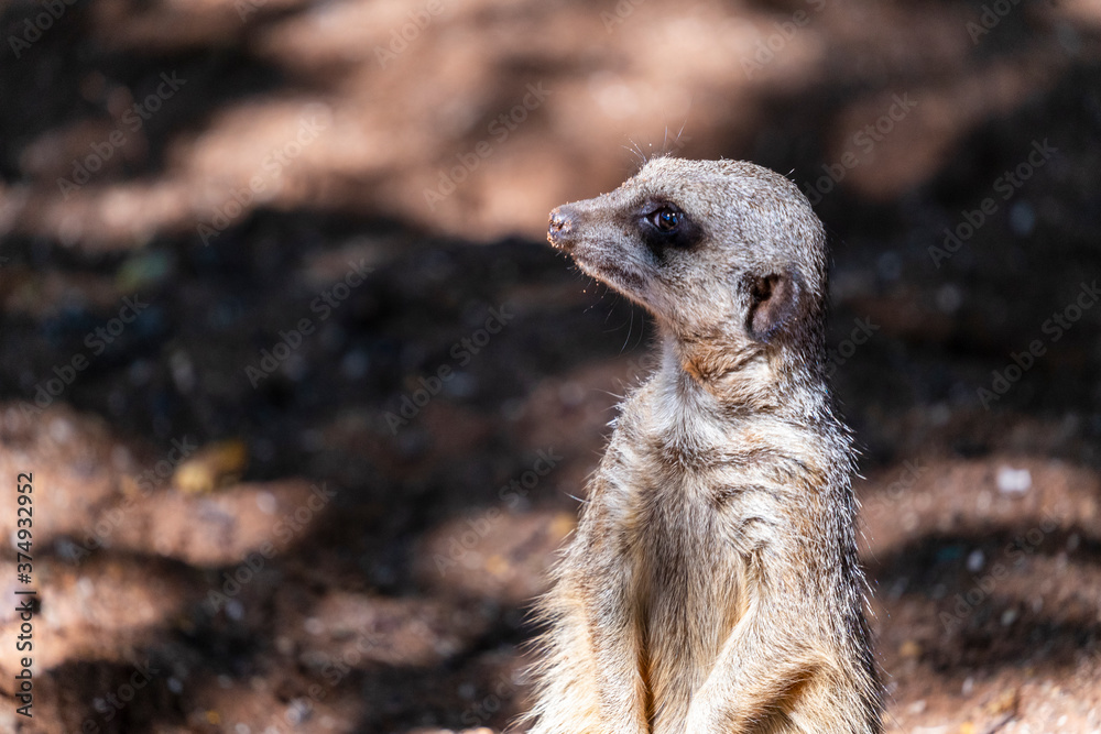 Fototapeta premium meerkat on the lookout