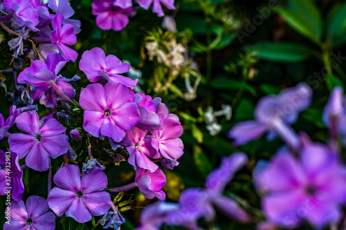 Gartenblumen