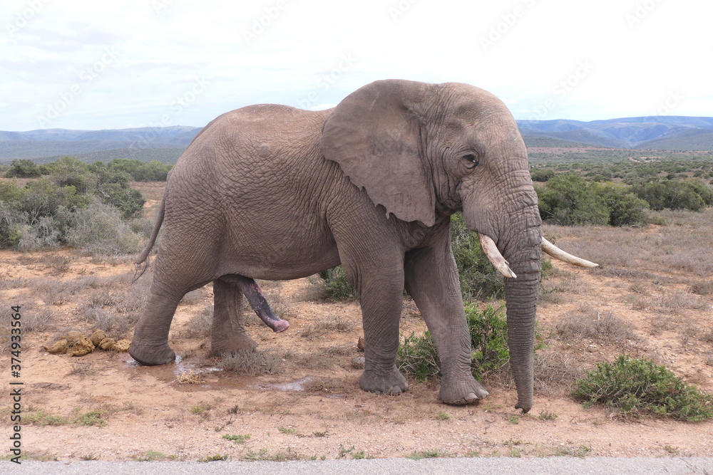 Fototapeta premium Afrikanischer Elefant, Loxodonta africana, im Addo-Nationalpark, Südafrika