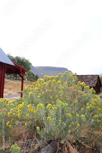 Mountain view with sagebrush