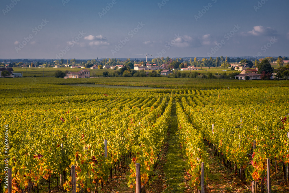 The big vineyard in Saint Emilion at sunset.