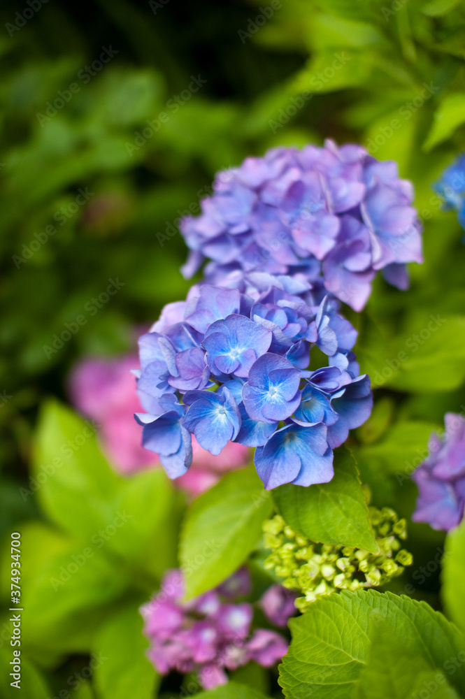 Hydrangea Macrophylla (Mophead Group) Flowers Hydrangea Macrophylla (Mophead Group) Flowers