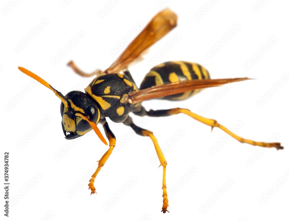 wasp or German yellowjacket isolated on white background wasp or German yellowjacket isolated on white background