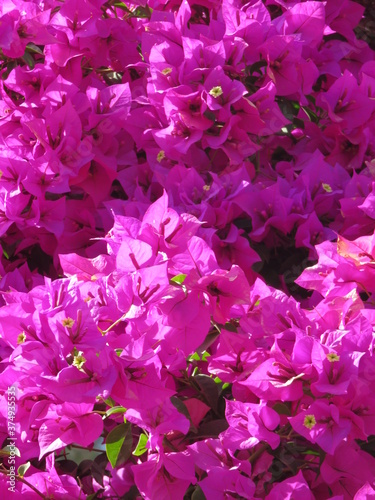 pink flowers Bougainvilleas in the garden