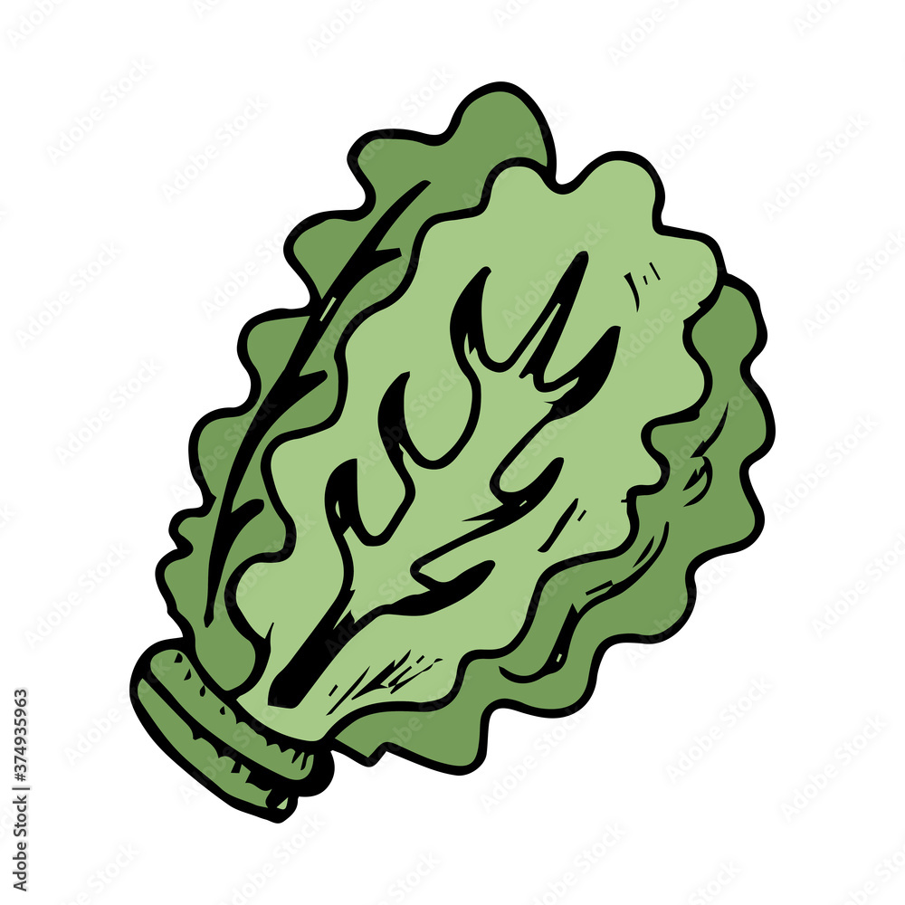 Lettuce Hand Drawn Icon Lettuce Hand Drawn Icon
