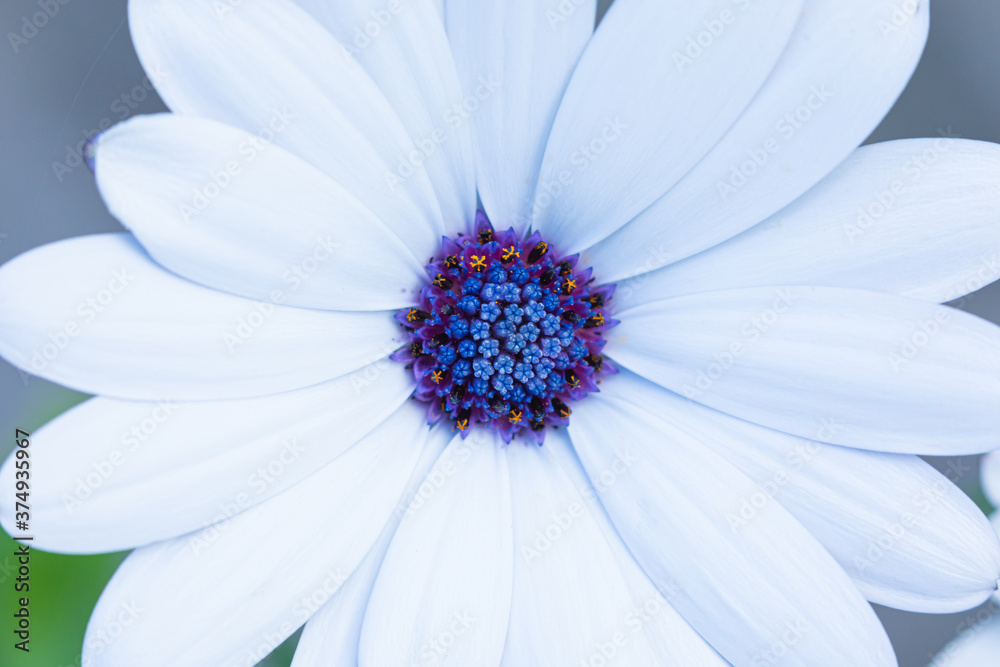 Fototapeta premium The macro shot of the background or the texture of the summer forest or garden flower with the stamens, pestles and blades