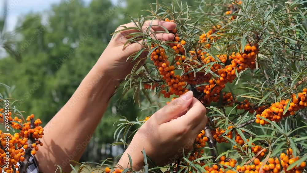 A female farmer hands collects buckthorn berries from a shrub in the garden. No face. slow motion