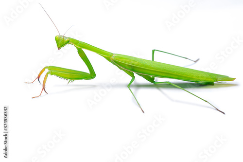 Green mantis on white background