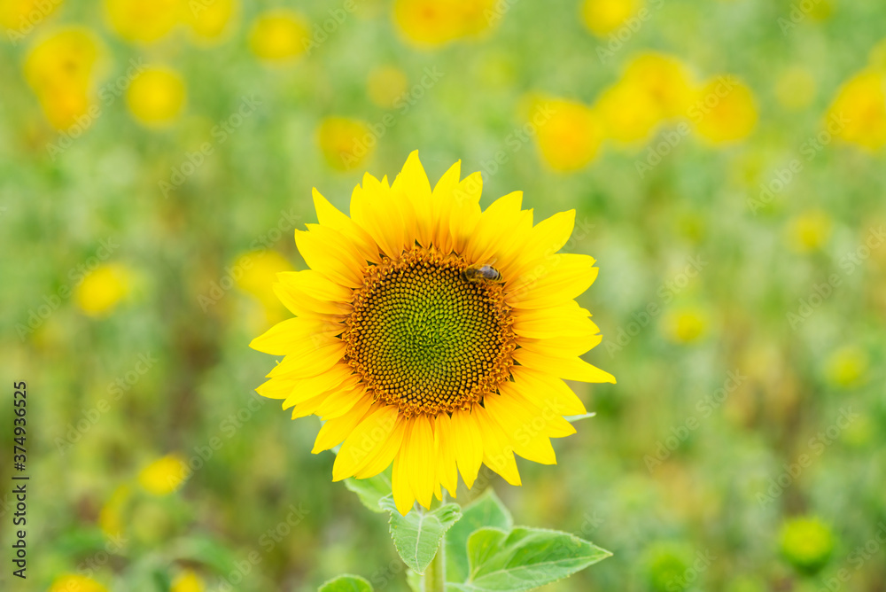 Obraz premium Bee on a sunflower, in the background a field of sunflowers, selective focus.