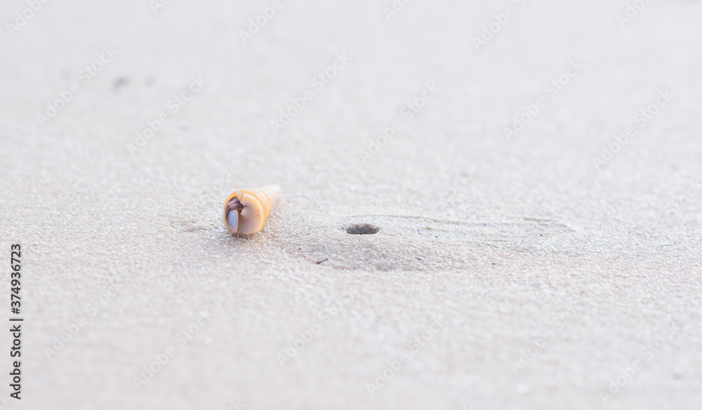 Crab small hermit on the white sand Crab small hermit on the white sand