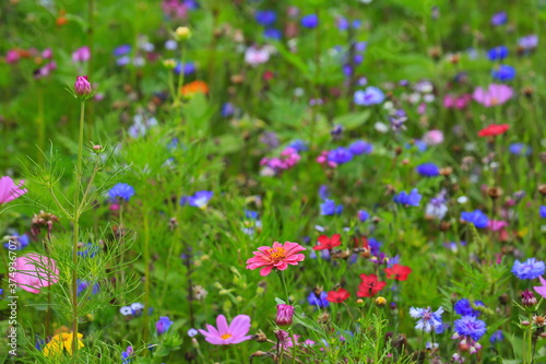 Farbenfrohe Blumenwiese in der Grundfarbe gr  n mit verschiedenen Wildblumen.