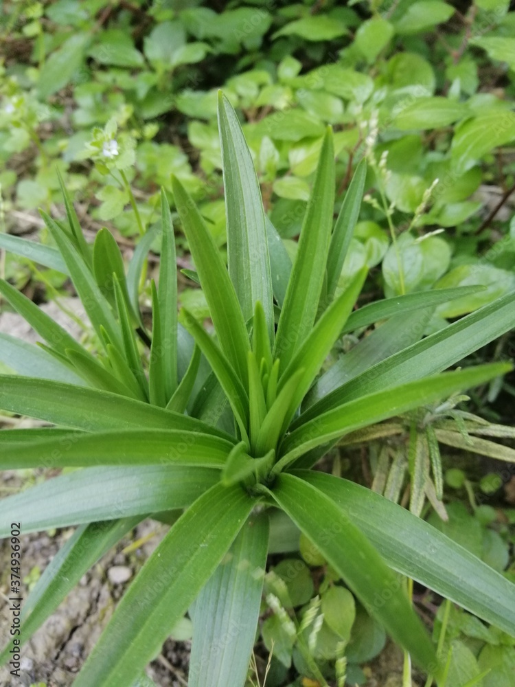 Pianta Pianta