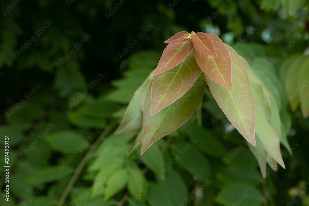 Fototapeta premium Newly released leaves that are reddish.