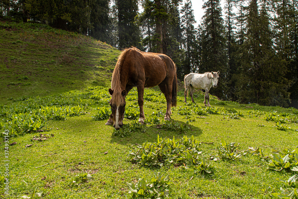 Horses grazing in Himalayas mountains Horses grazing in Himalayas mountains