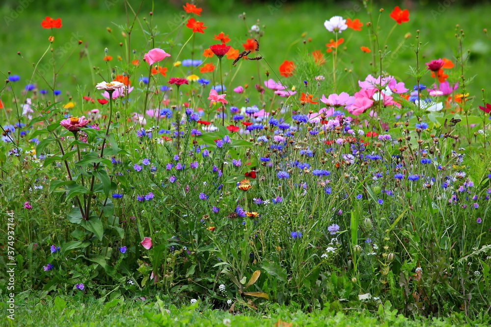 Farbenfrohe Blumenwiese in der Grundfarbe grün mit verschiedenen Wildblumen. Farbenfrohe Blumenwiese in der Grundfarbe grün mit verschiedenen Wildblumen.