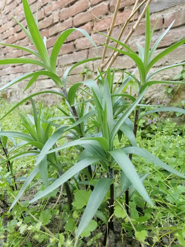 Fototapeta premium Piante