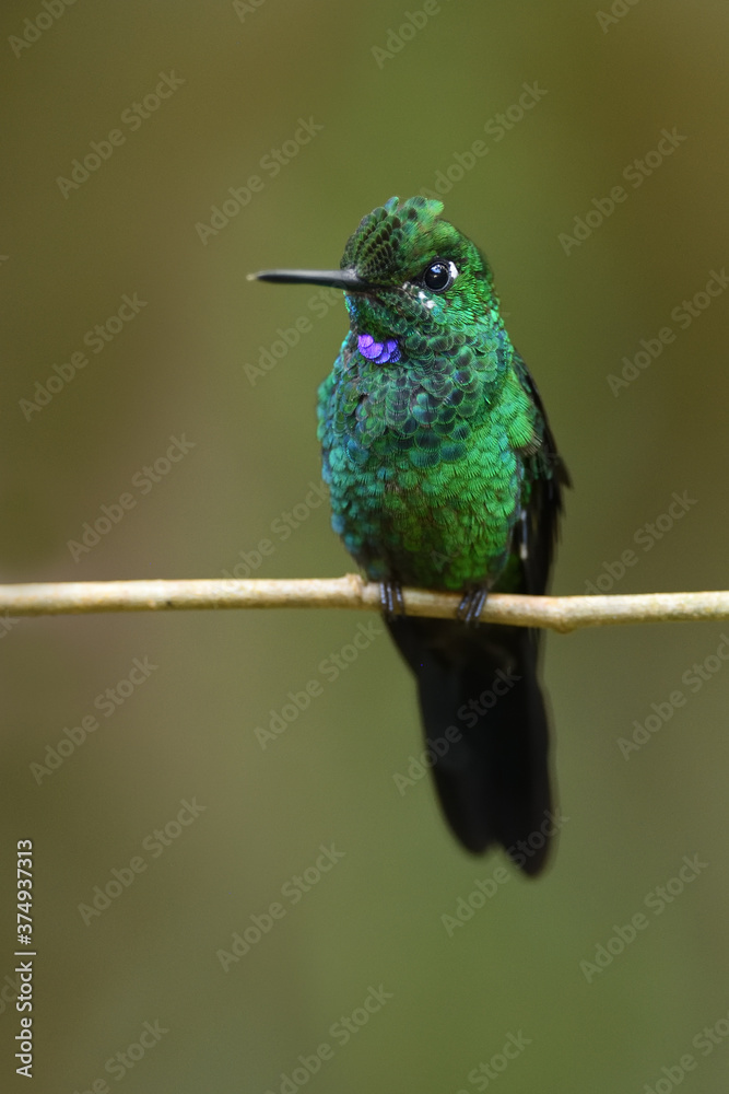 Fototapeta premium Na gałęzi przysiada brylant z zieloną koroną