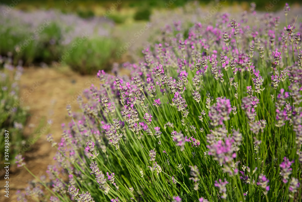 Naklejka premium Beautiful lavender flowers growing in field, closeup