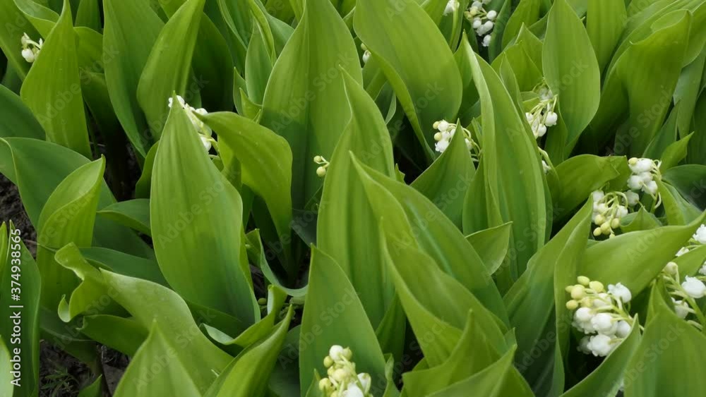 Plants, flowers. Lilies of the valley in the meadow swaying in the wind, panning