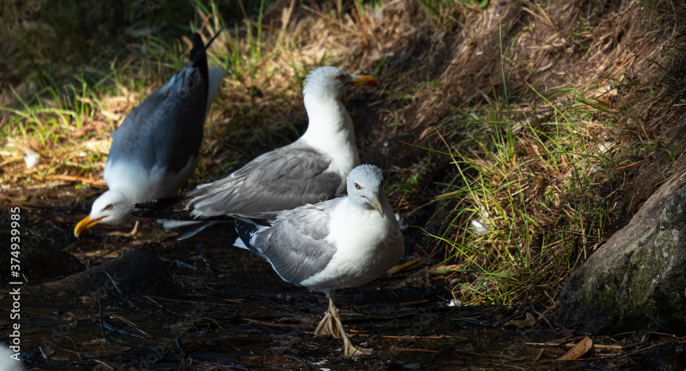 Fototapeta premium Group of seagull drinking water from a stream with some trees in the background taken in the Cies Islands, Galicia, Spain.