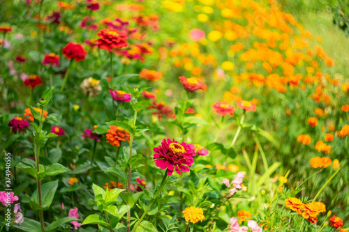  Red garden flowers (marigolds) on a blurred picturesque background. © Anatoliy
