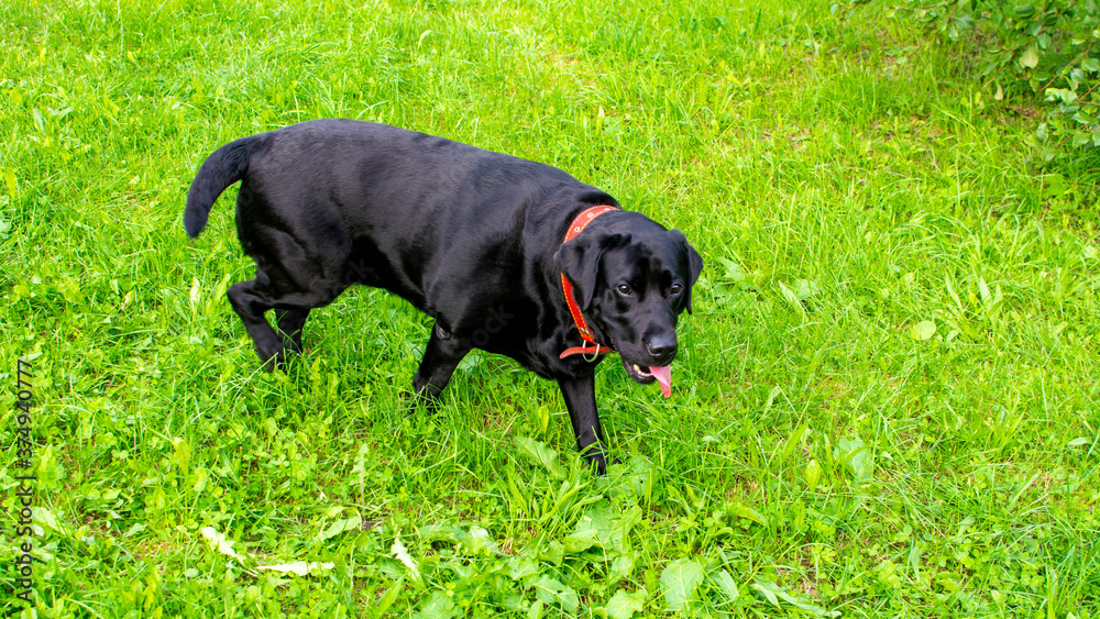 A black Labrador plays against a background of green grass in summer. Copy space. A black Labrador plays against a background of green grass in summer. Copy space.