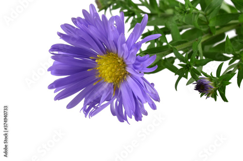 close up photo of alpine aster isolated on white background. Floral pattern with beautiful violet flower, autumn garden plant