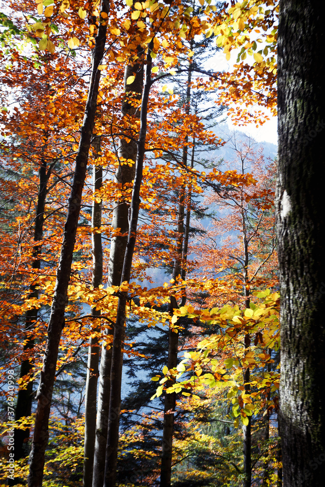 Fototapeta premium beautiful autumn forest
