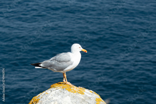 Detail photo of a seagull located on top of a rock with the sea in the background taken in the Cies Islands, Galicia, Spain.