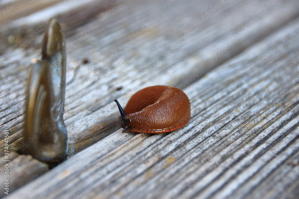 Nacktschnecke im Garten Stock Photo Adobe Stock