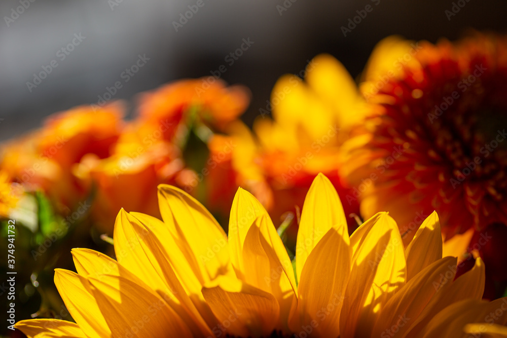 Close-up of petals of a yellow sunflower with copy space