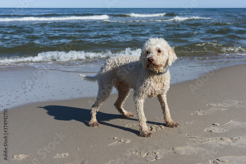 Cheerful Labradoodle on the seashore © smutnypan