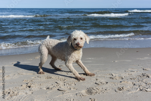 Cheerful Labradoodle on the seashore © smutnypan