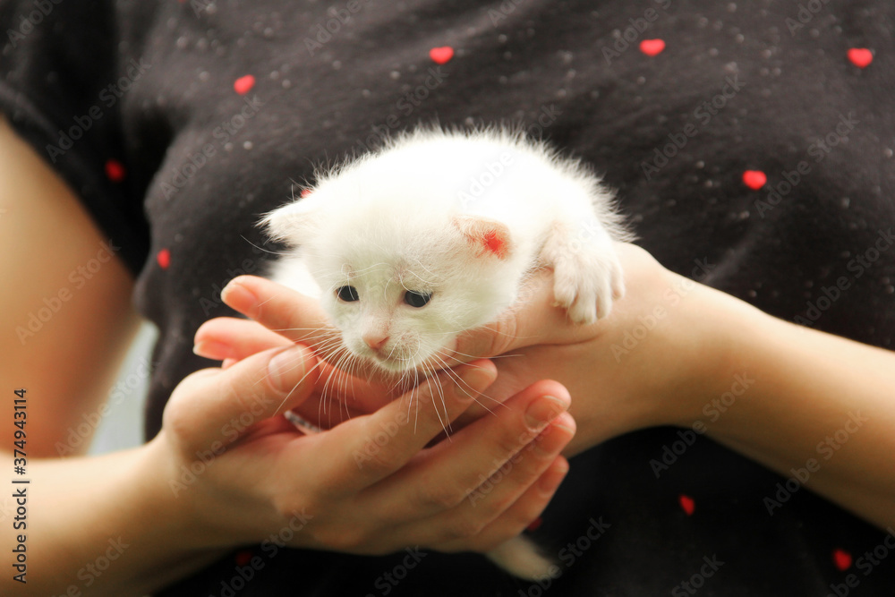 White kitten in female hands. Cat close up