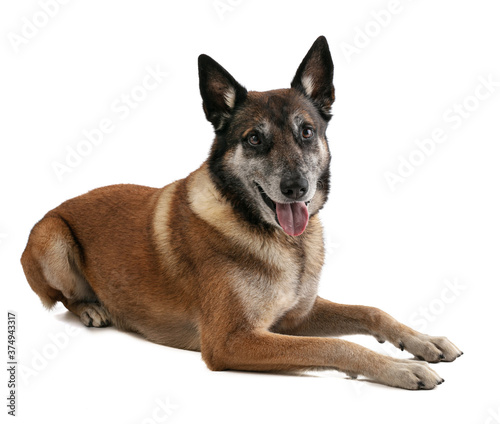 Belgian shepherd malinois lying