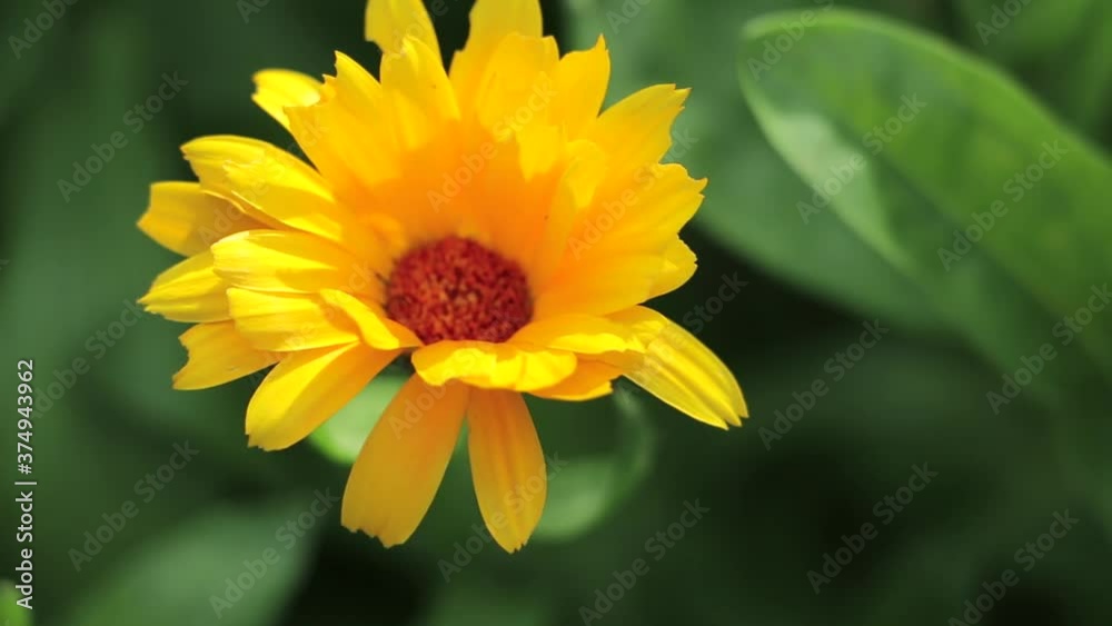 Calendula officinalis plant slide shot. Growing marigolds plantations. Marigold flowers close up Calendula officinalis plant slide shot. Growing marigolds plantations. Marigold flowers close up